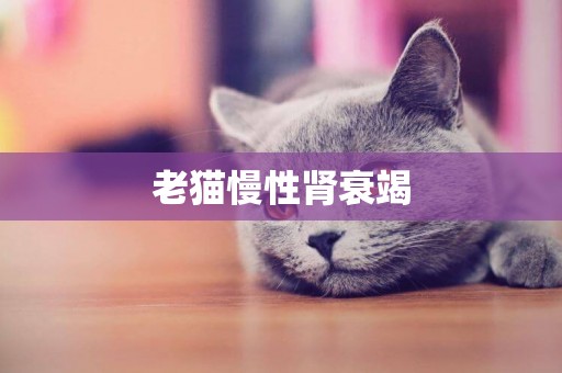 老猫慢性肾衰竭